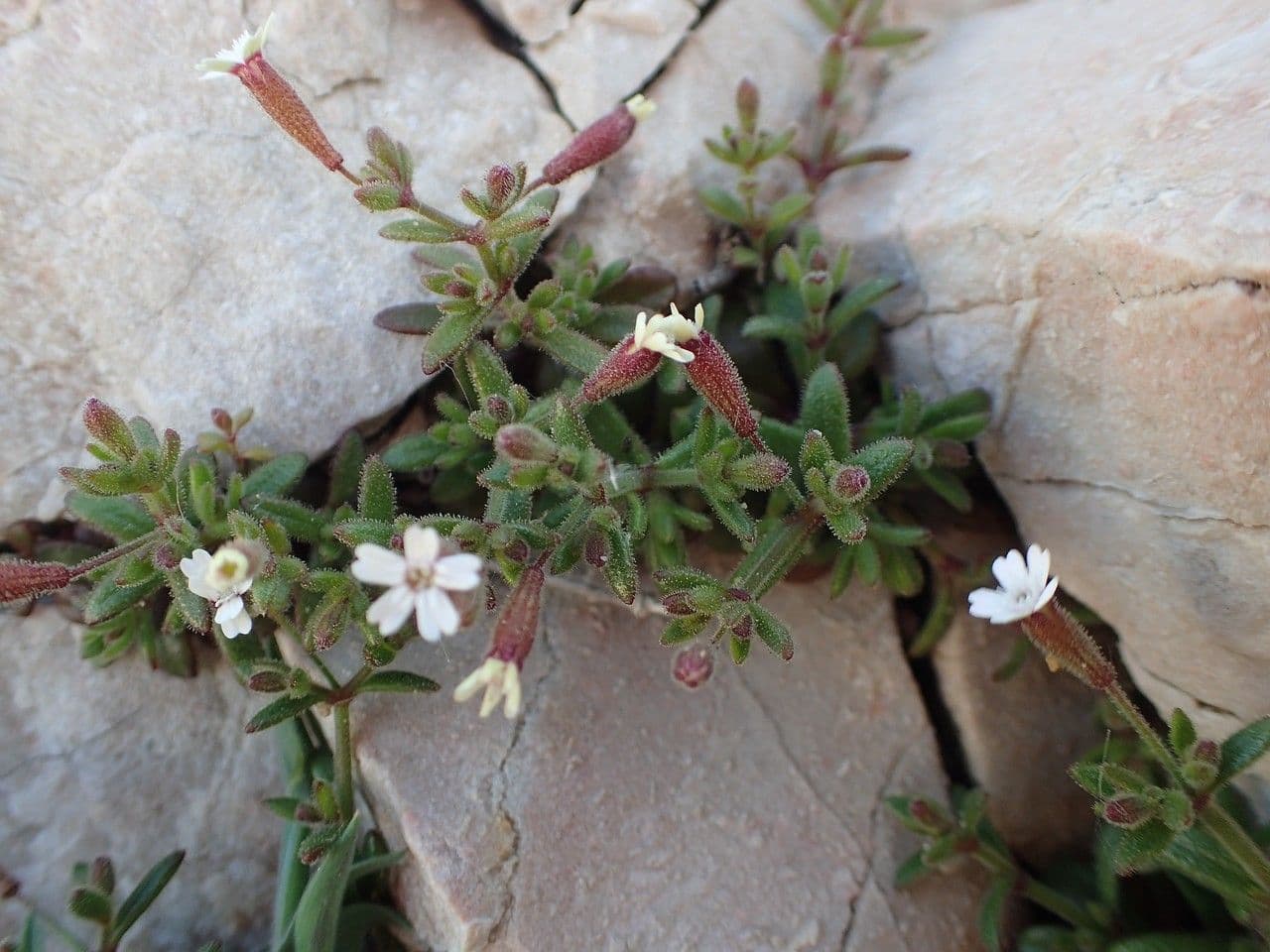 Silene sedoides 6