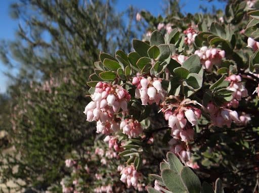 Arctostaphylos 4