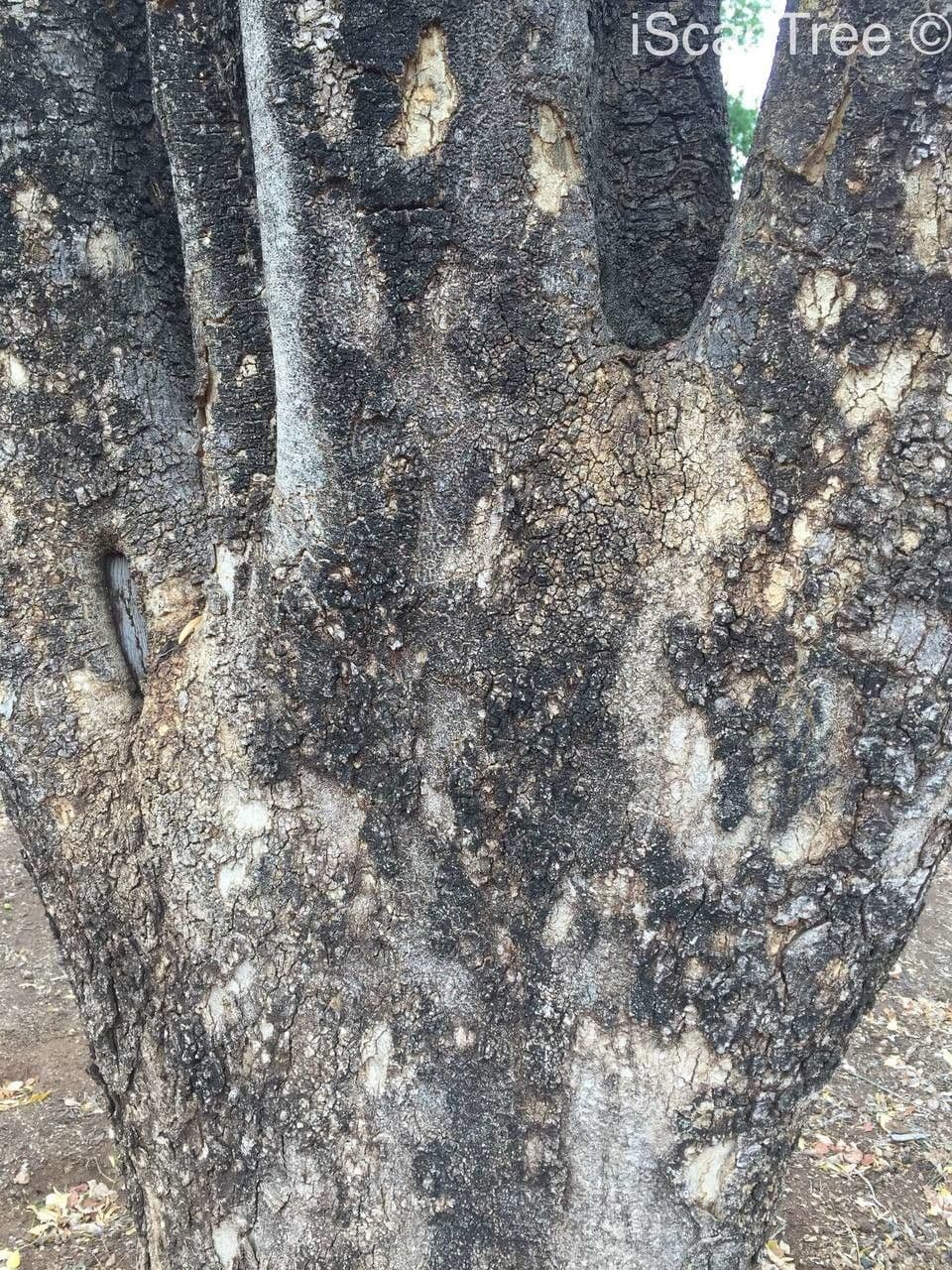 Xanthocercis 3