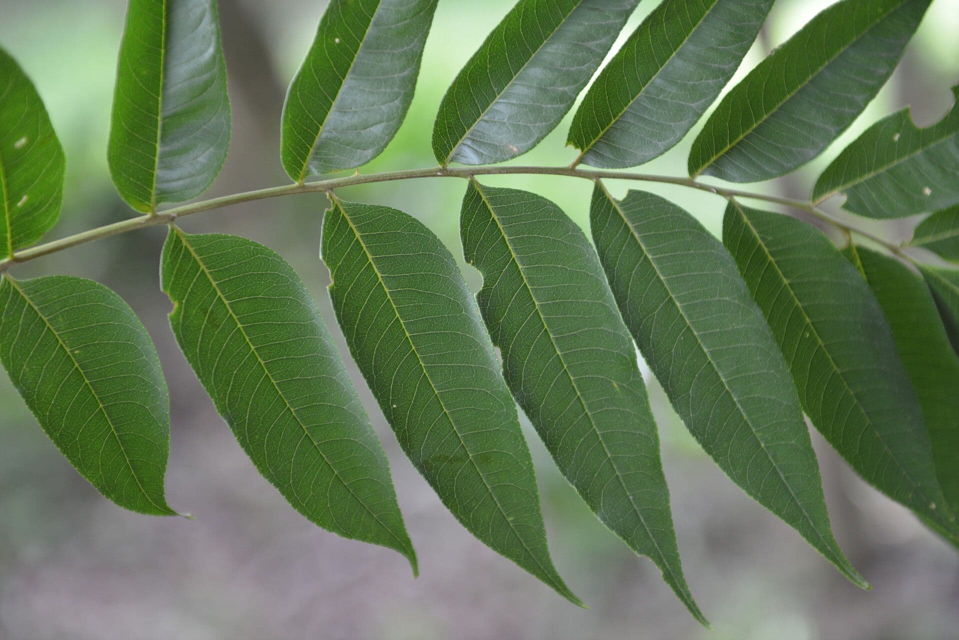 Zanthoxylum 17
