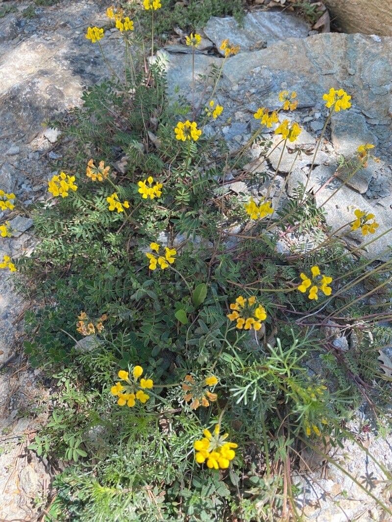 Hippocrepis 12