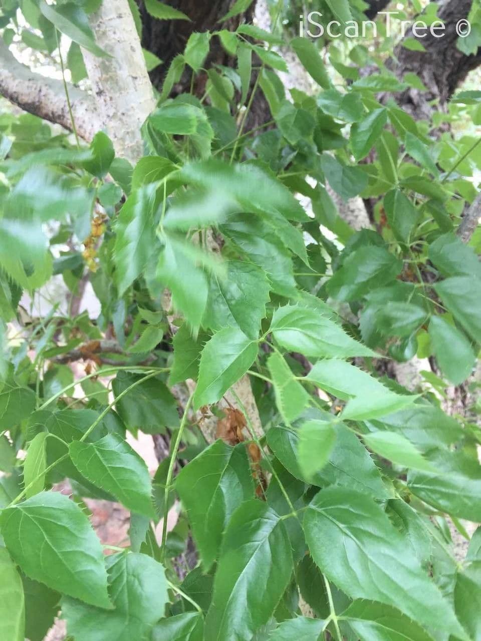 Steganotaenia araliacea 8