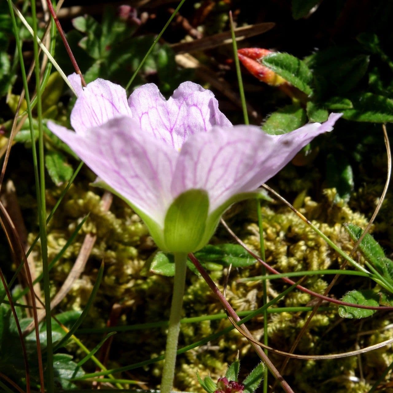 Grauer Storchschnabel 7