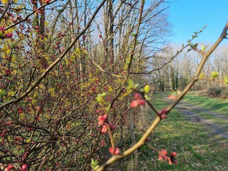 Ilex decidua 9