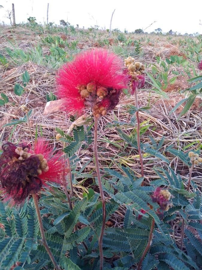 Calliandra dysantha 4