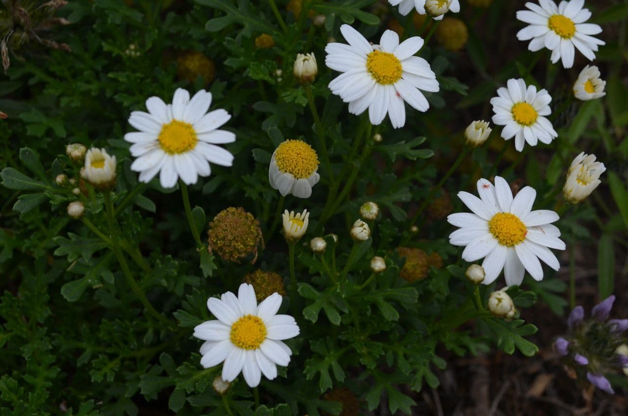 Argyranthemum 2