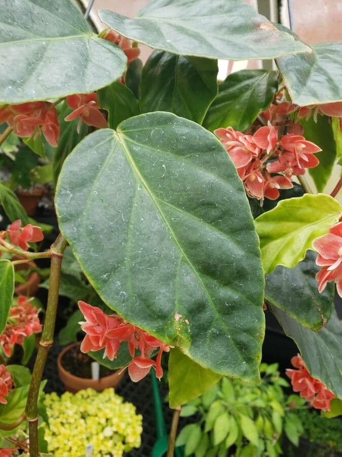 Begonia 6