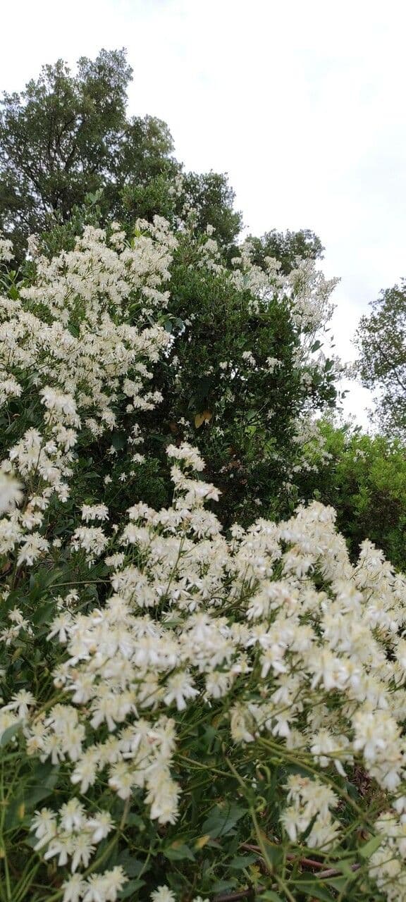 Clematítide 15
