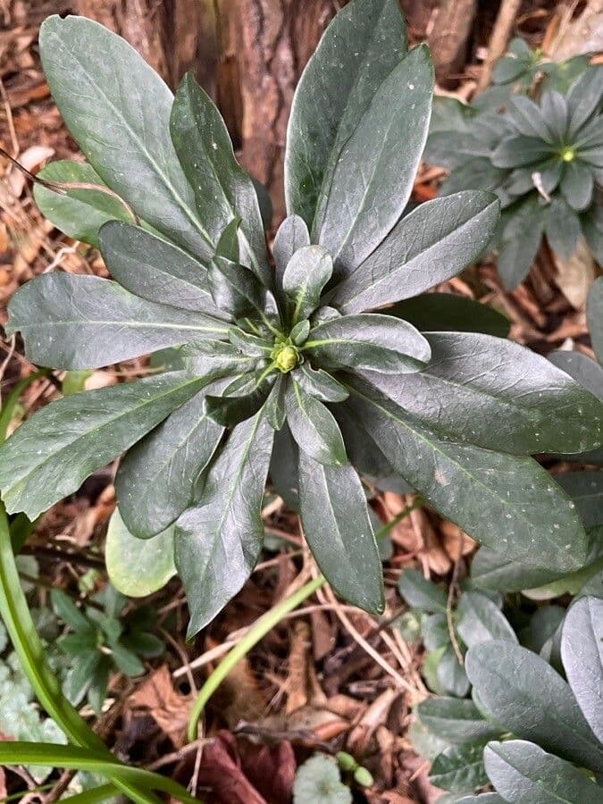 Olivella 14