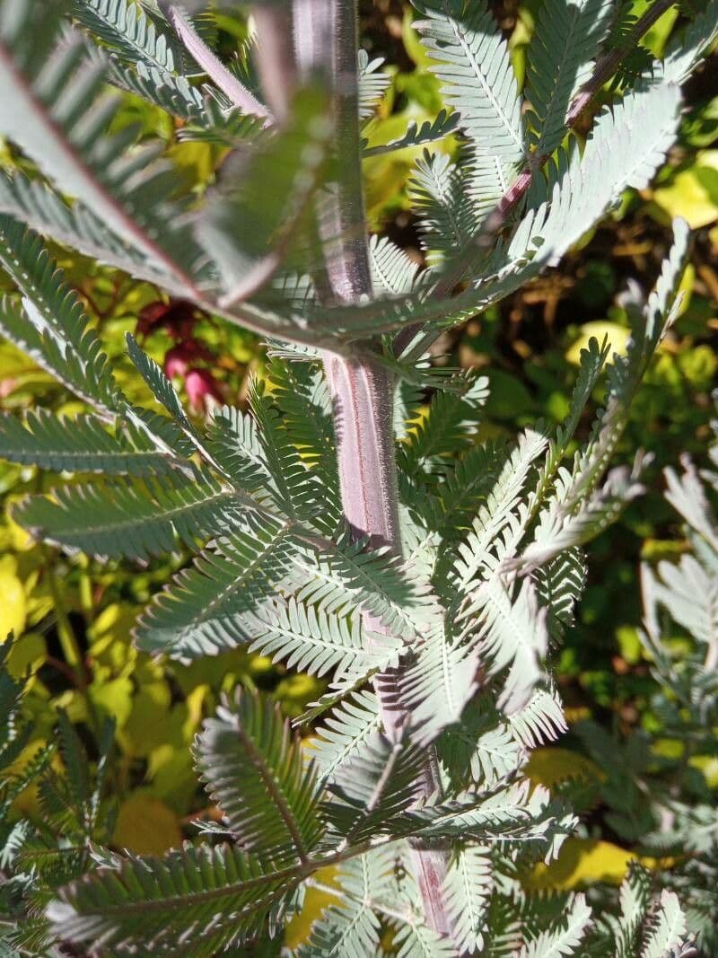 Acacia di Bailey 25