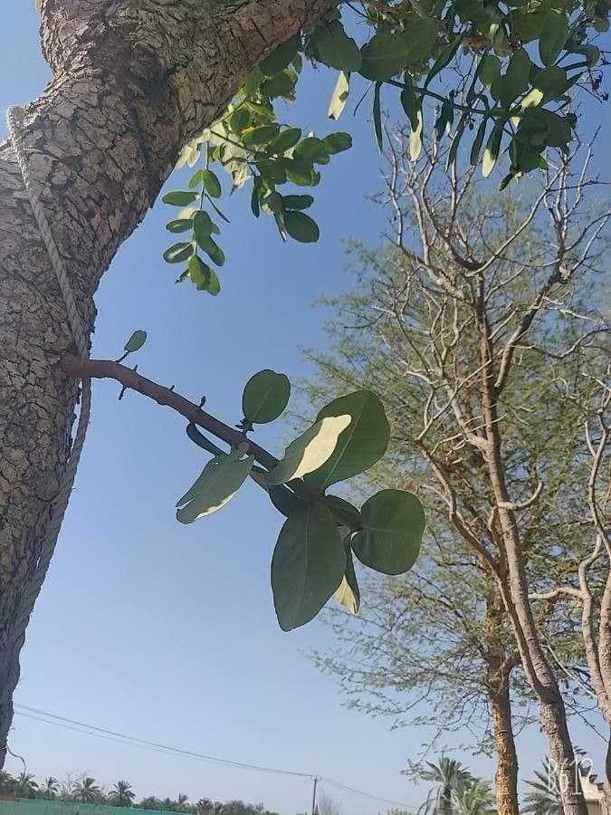 Syzygium 3