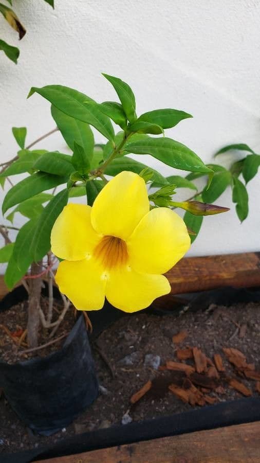 Allamanda 10
