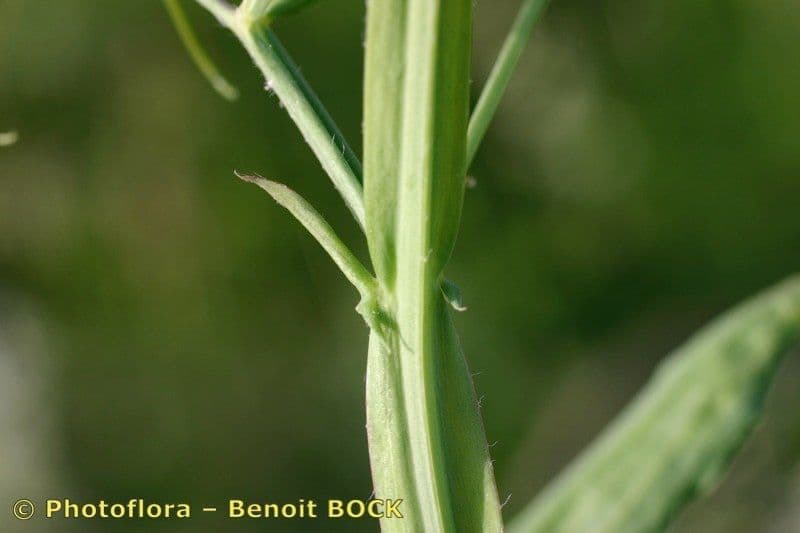 Cicerchia pelosa 22