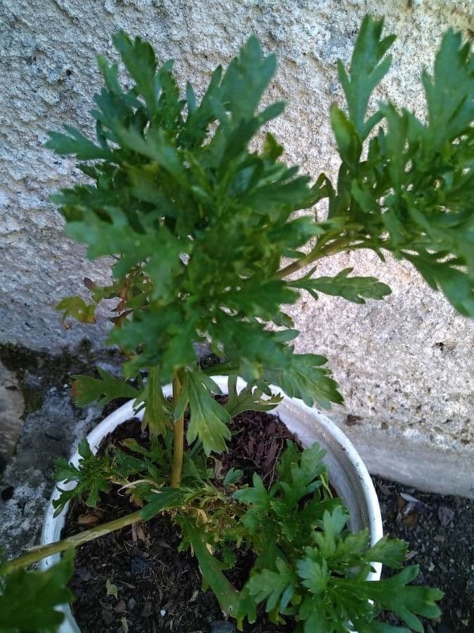 Gold-Euryops 12