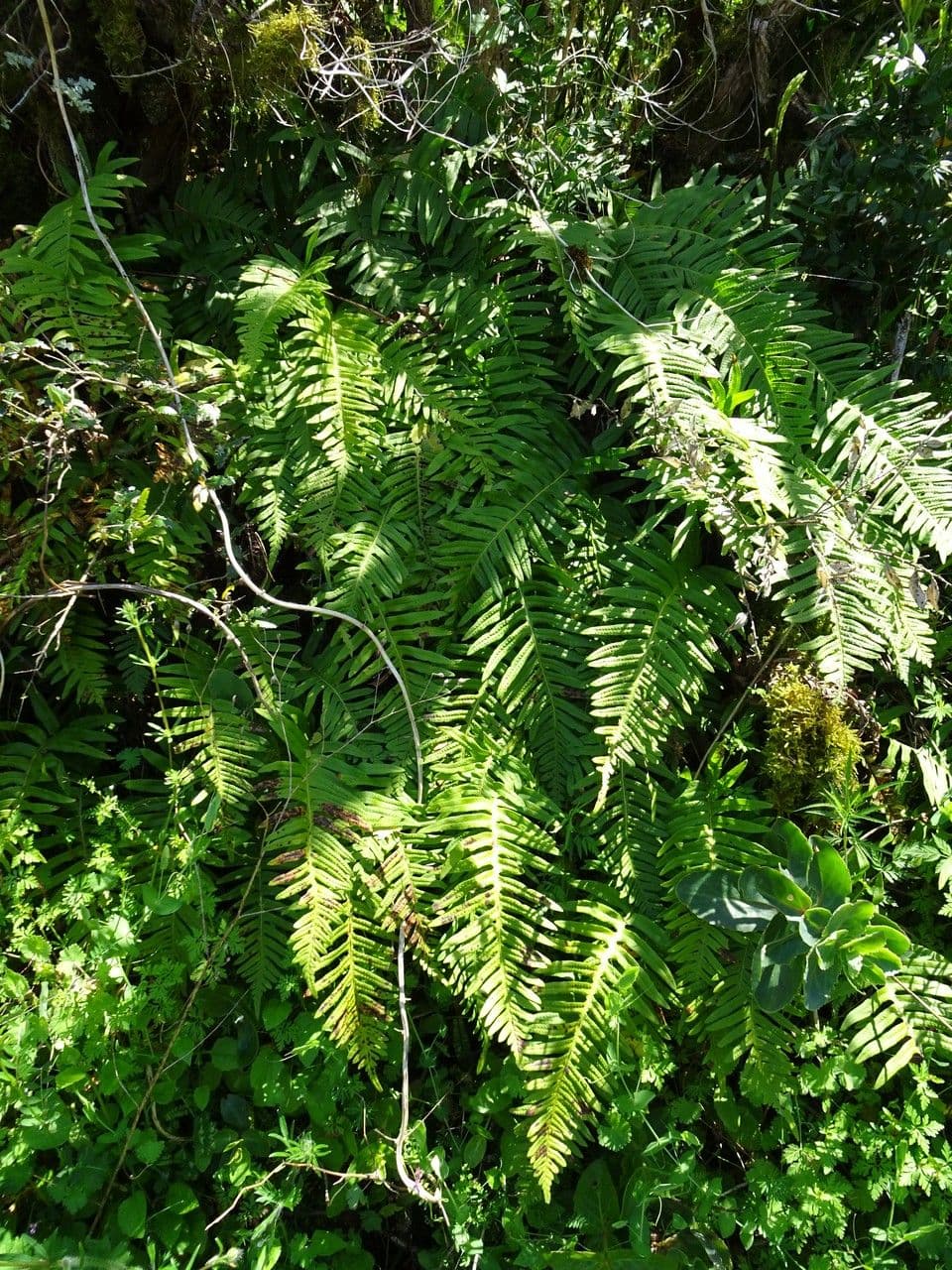 Polypode intermédiaire 12