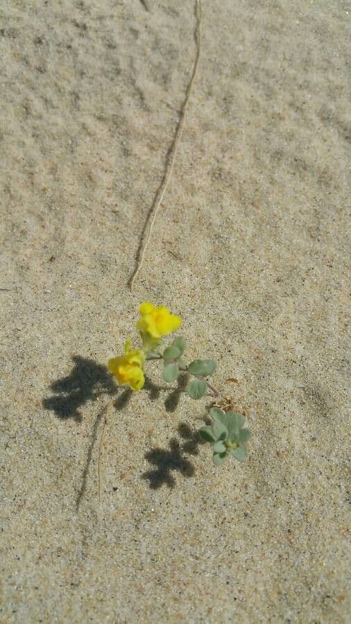 Linaria 15