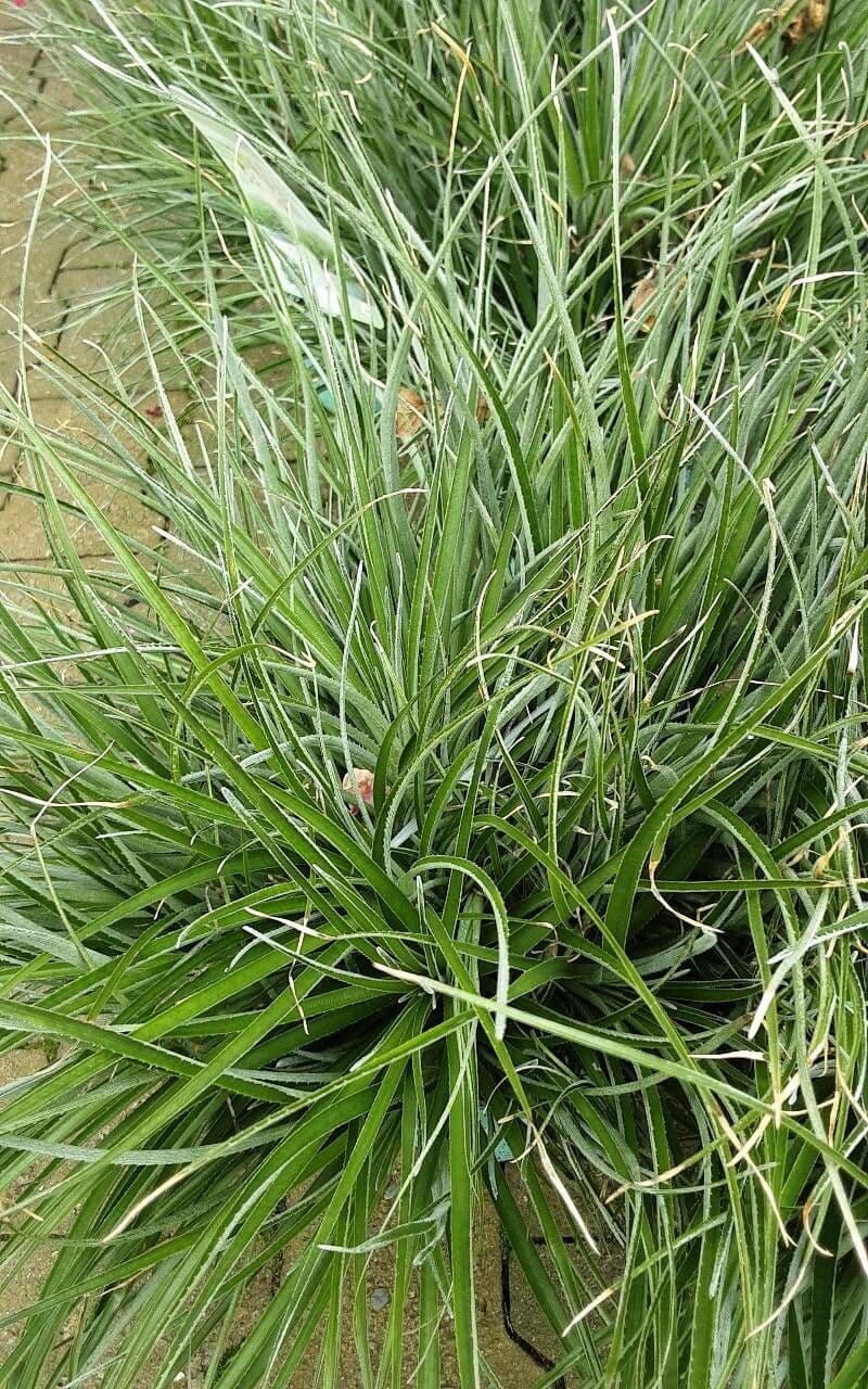 Puya 8