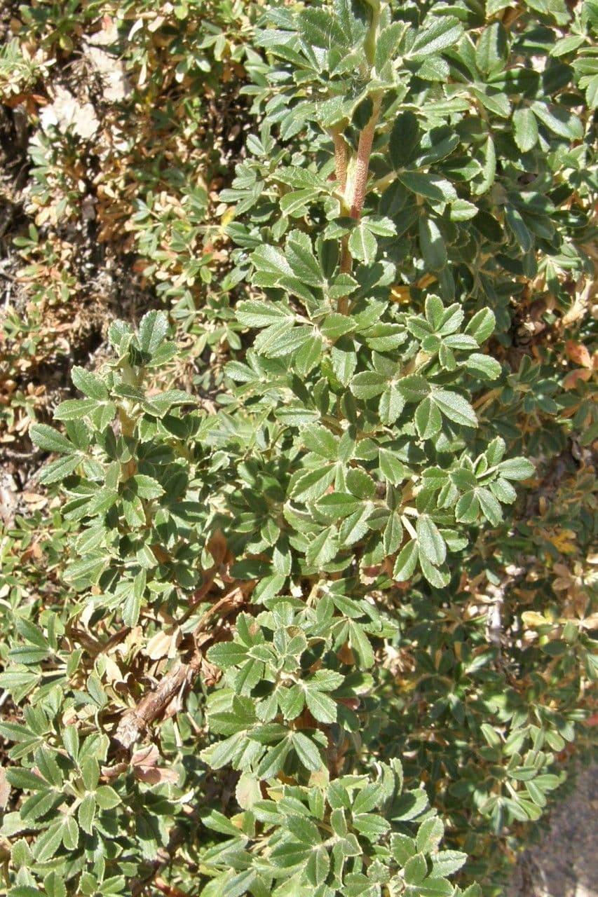 Polylepis 8