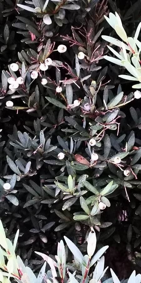 Syzygium
