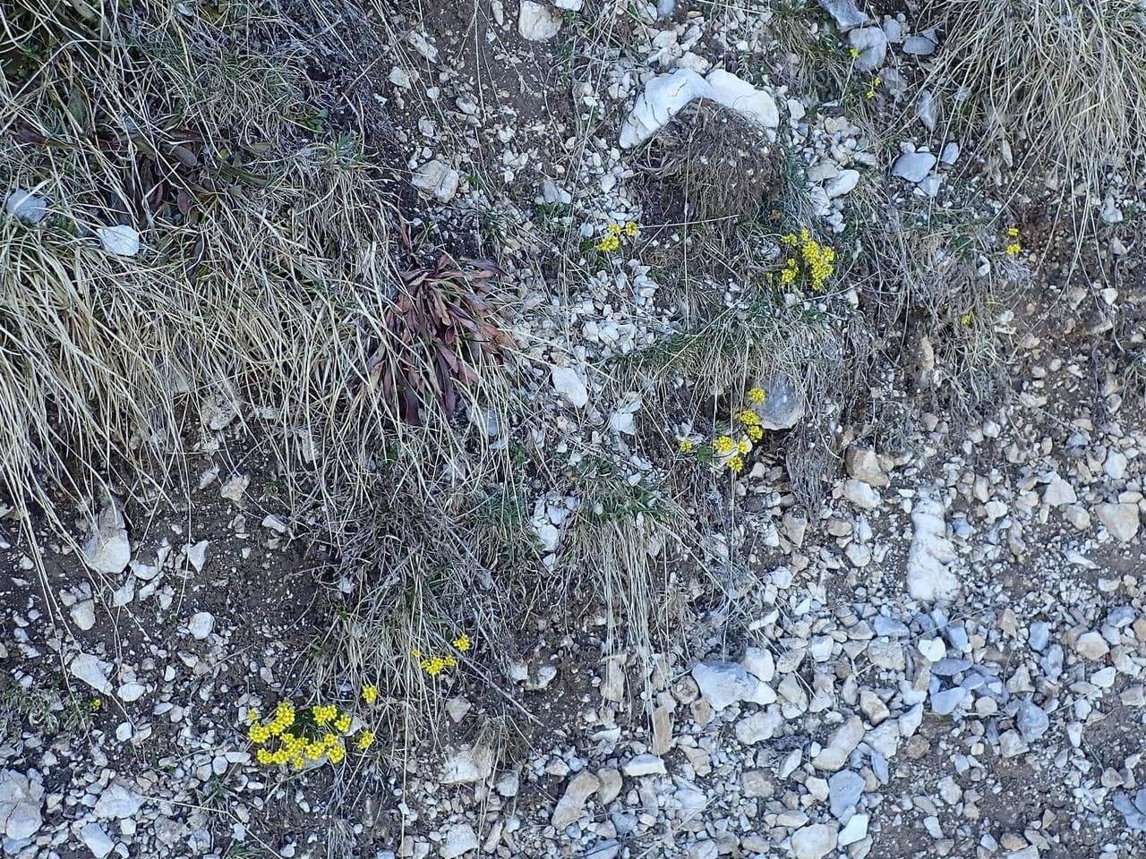 Draba aizoides 23