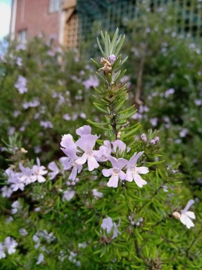 Westringia arbustiva 3
