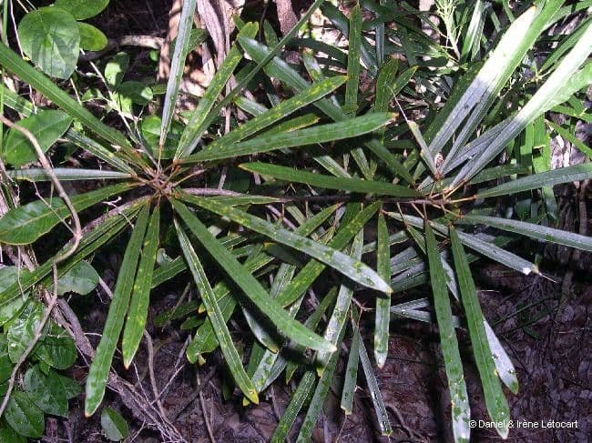 Codiaeum 10