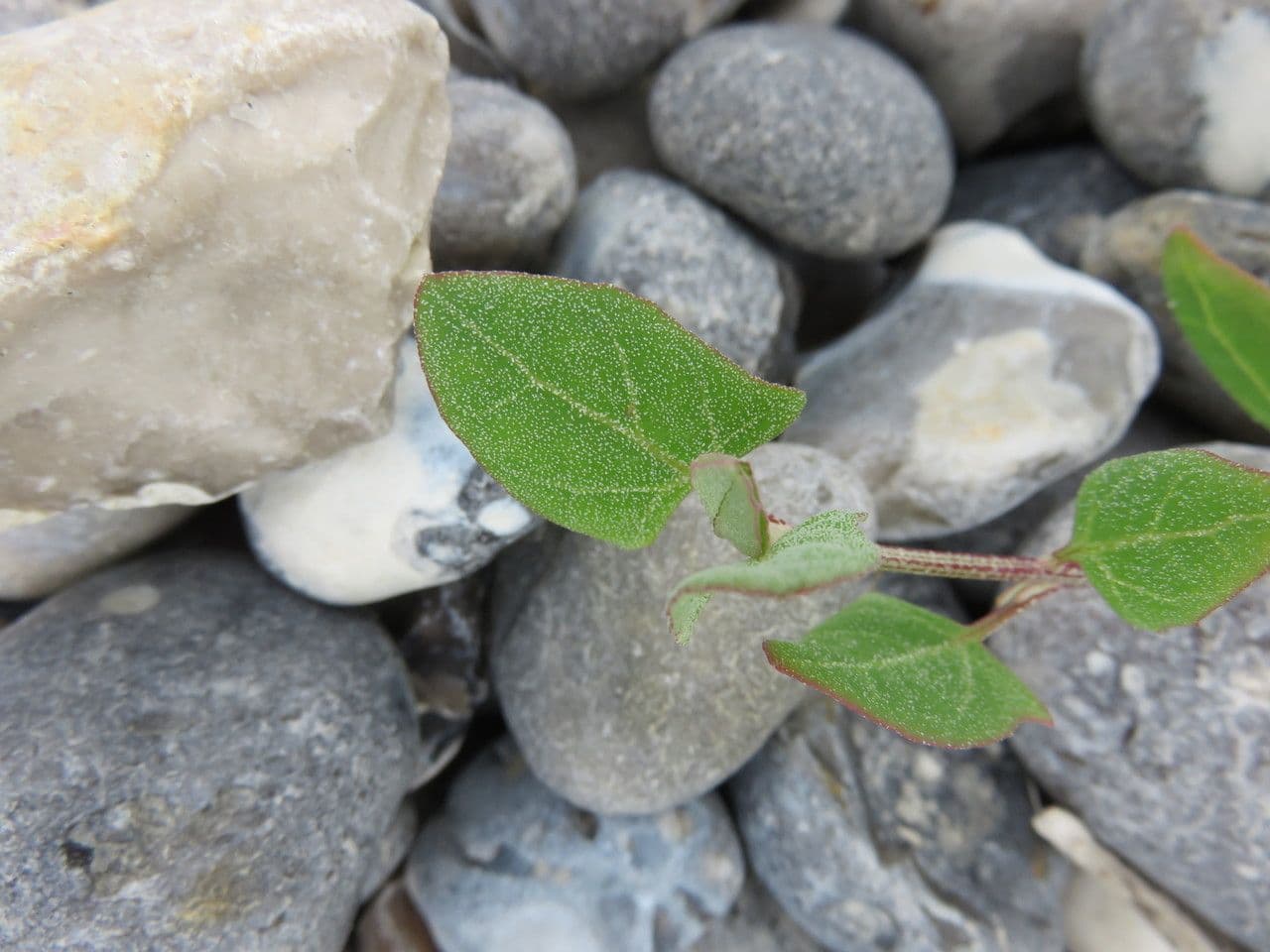 Atriplex glabriuscula 18