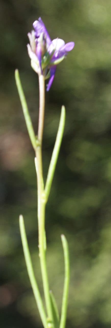 Lenec pelisseriana 9