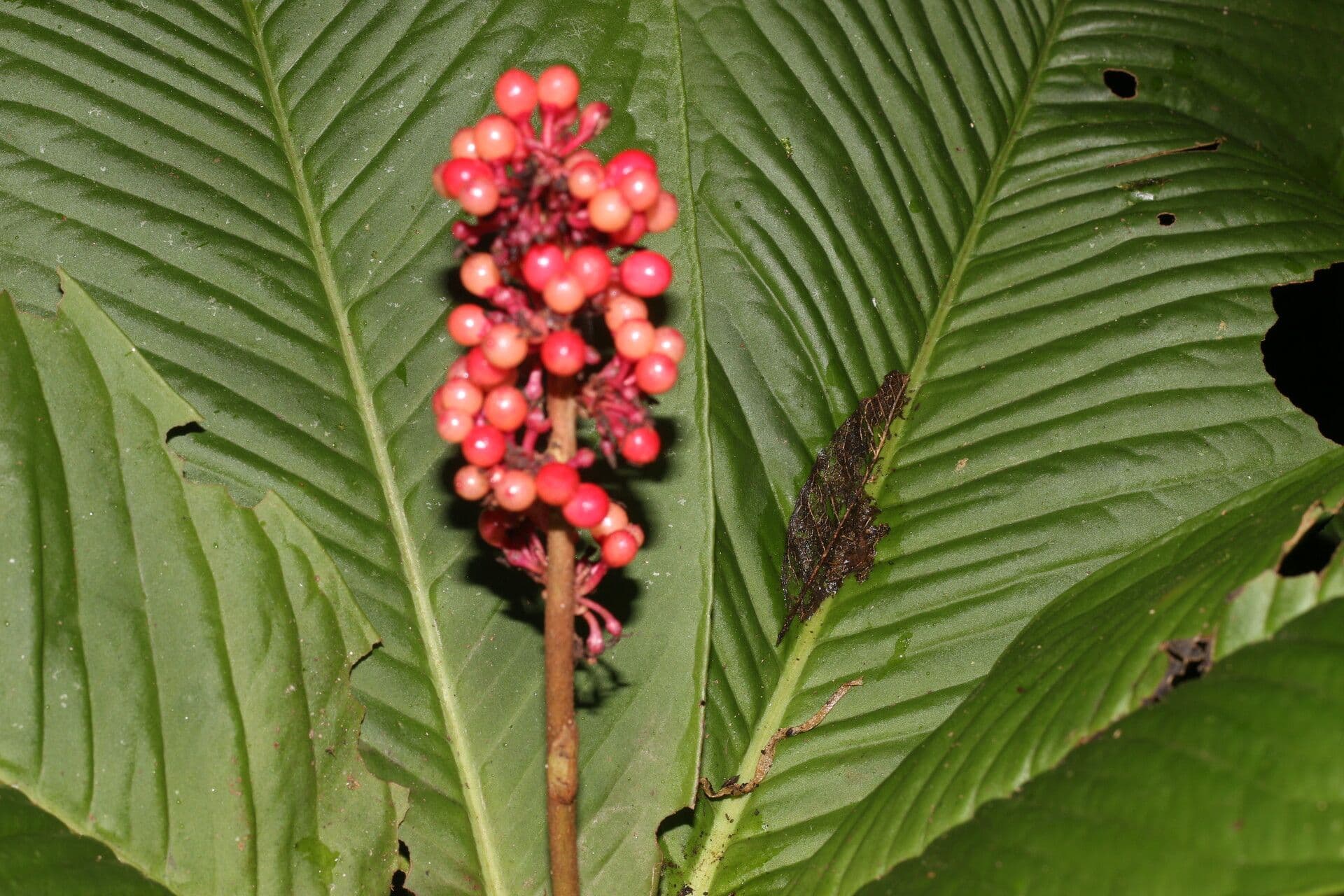 Ardisia 11