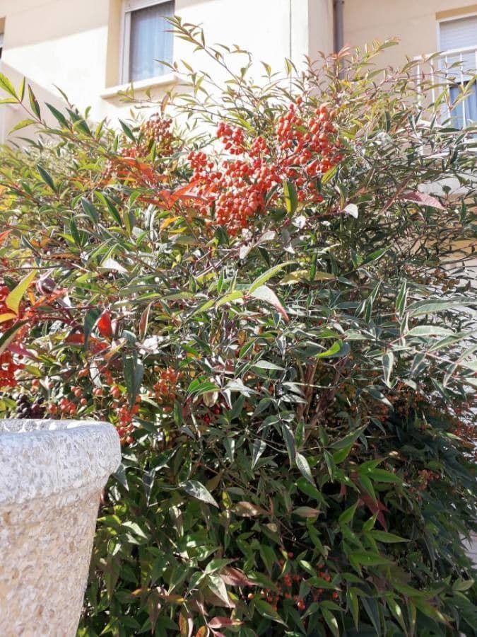 Nandina 11