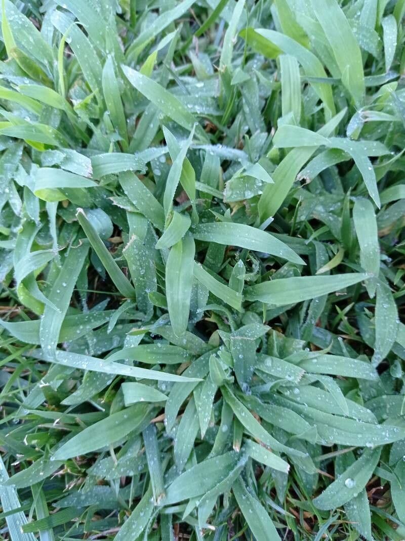 Erba pimento 24