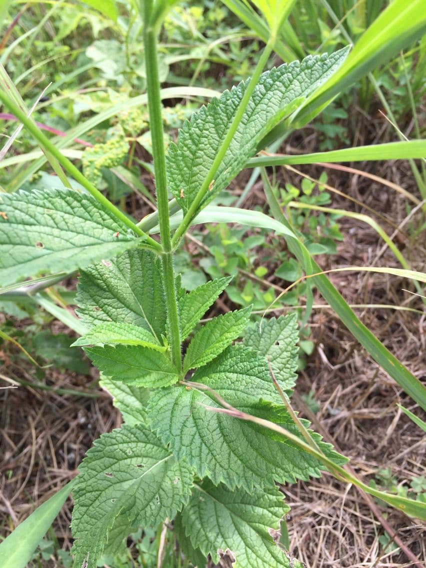 Verbena orticifolia 23