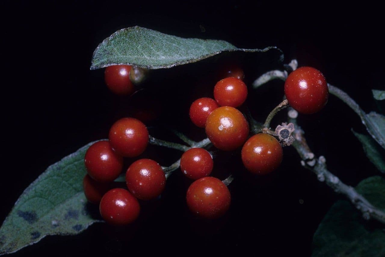 Solano