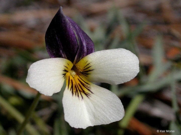 Viola 3