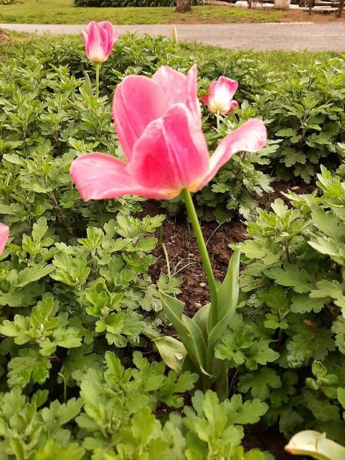 Tulipano di Gesner 14