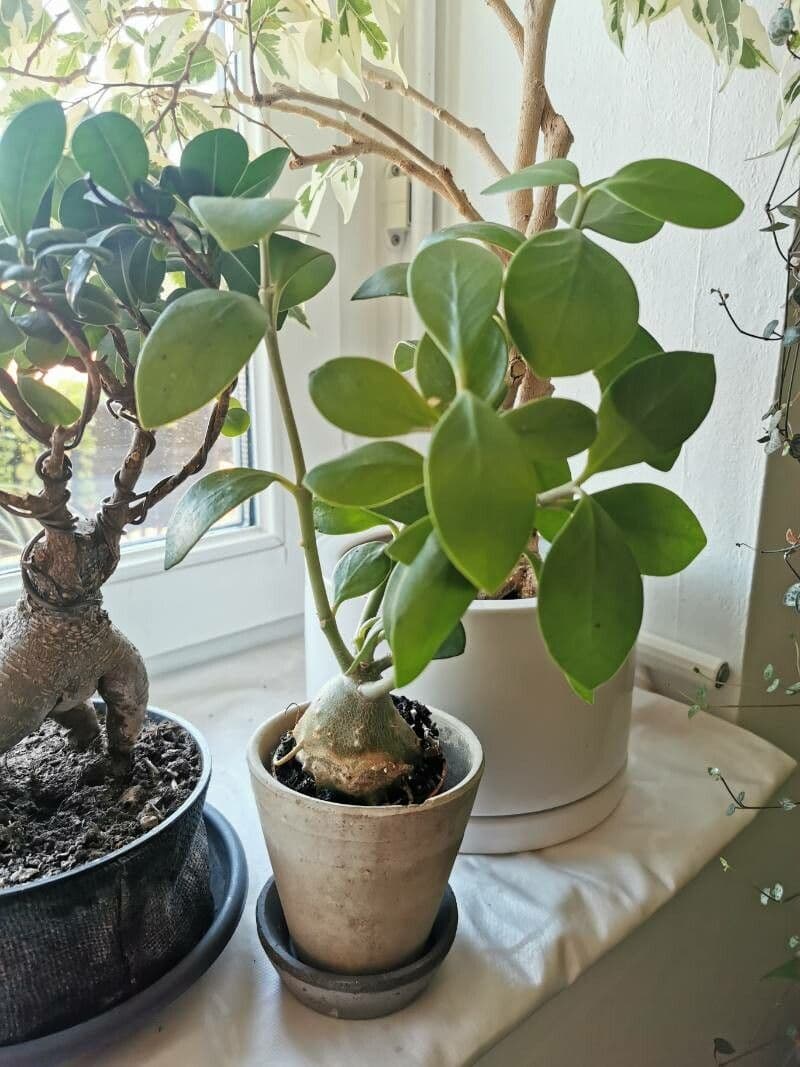 Hydnophytum 5
