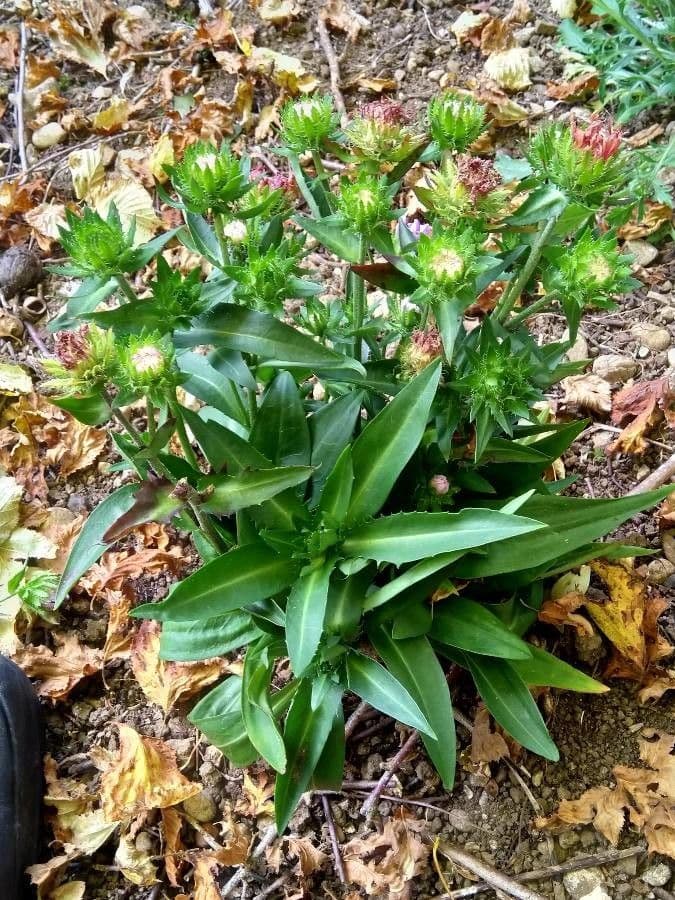 Stokesia laevis 10