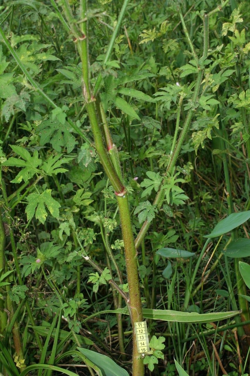 Malachra radiata 8