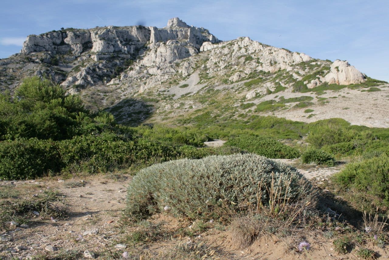 Tragacanto 27