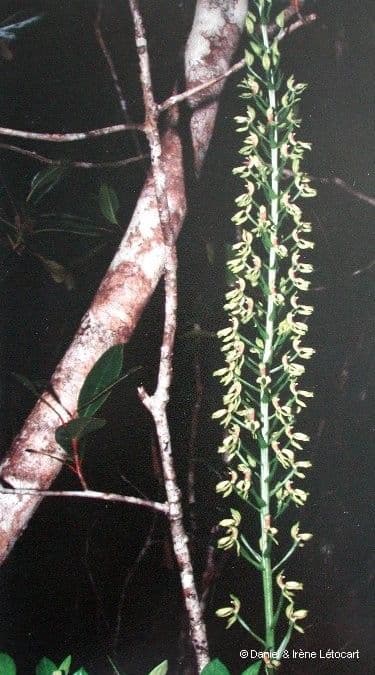 Megastylis