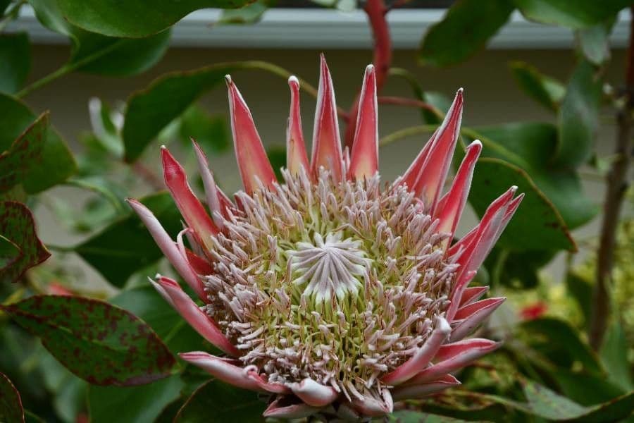 Protea carciofoide 7