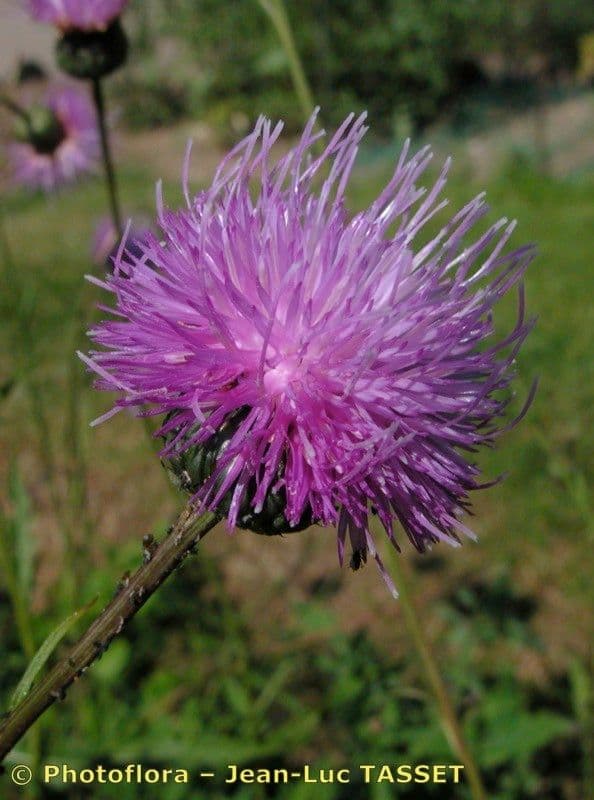 Klasea lycofolia 3