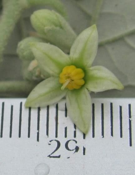 Solanum lepidotum 5