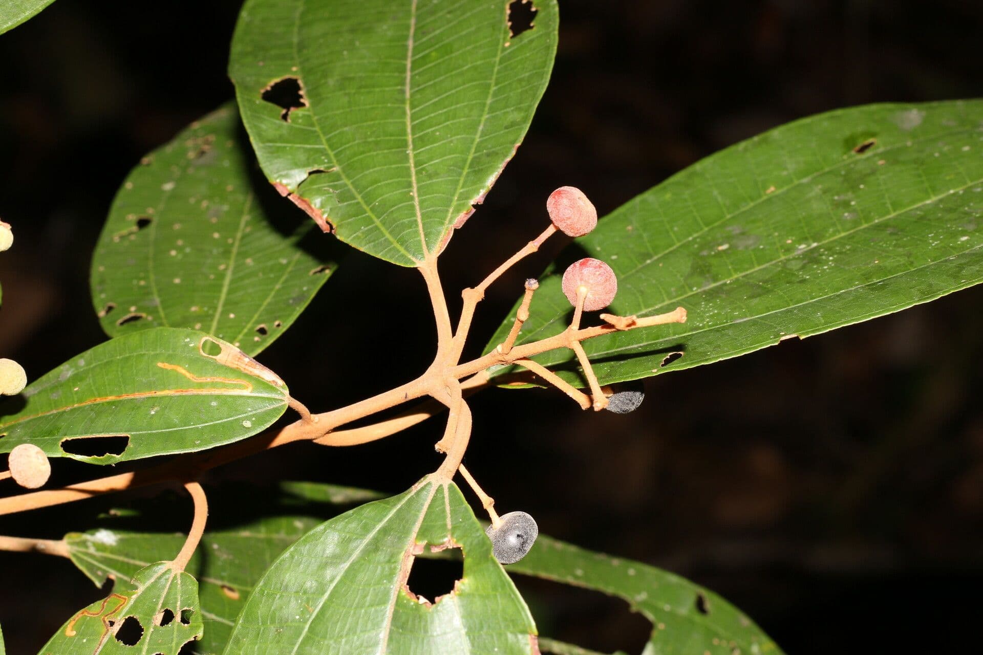 Miconia 6