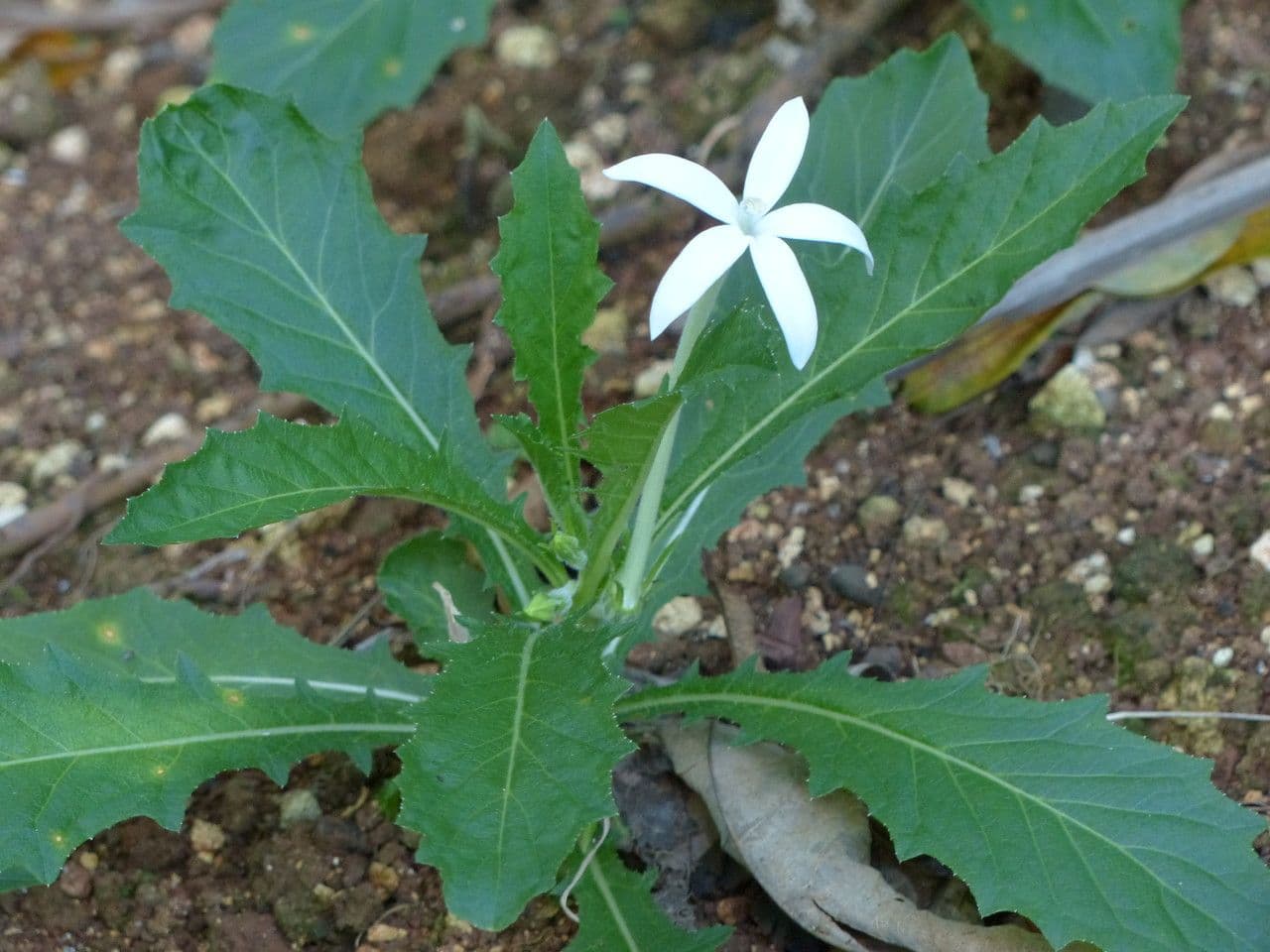 Hippobroma longiflora 23