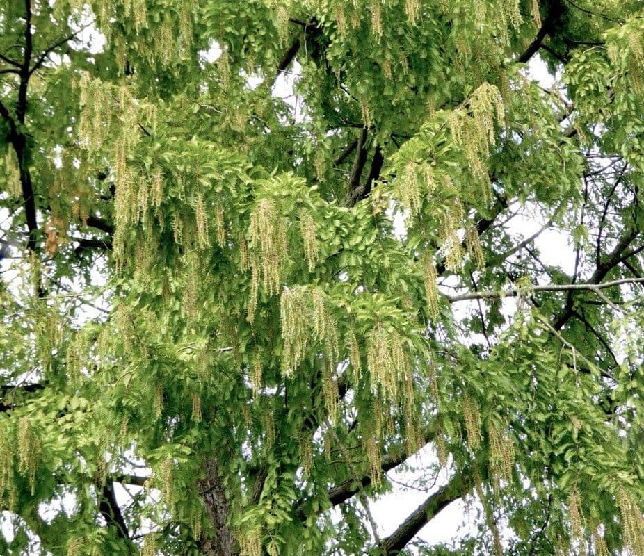 Sequoia della aurora 10