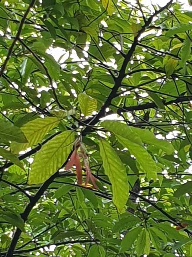 Dipterocarpus