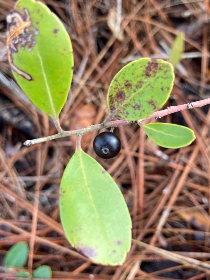 Ilex glabra 5