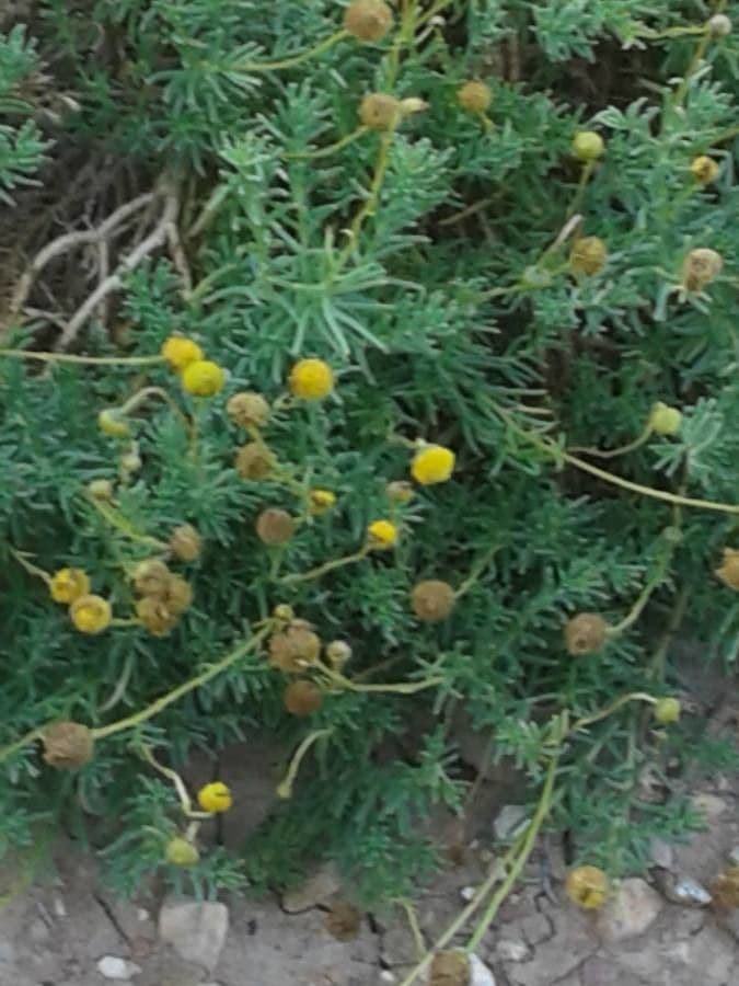 Erigeron composto 14