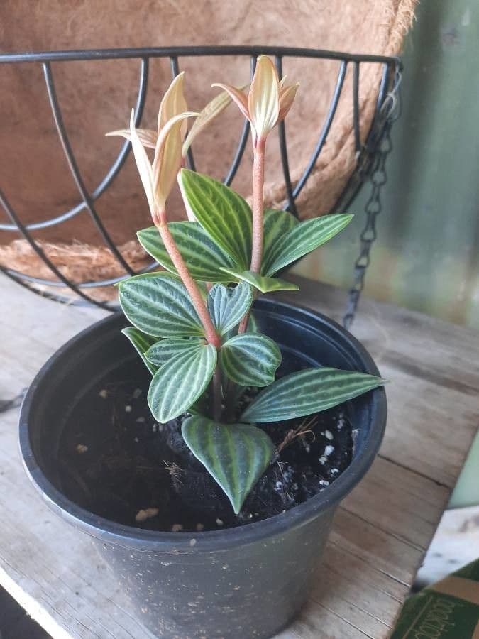 Peperomia